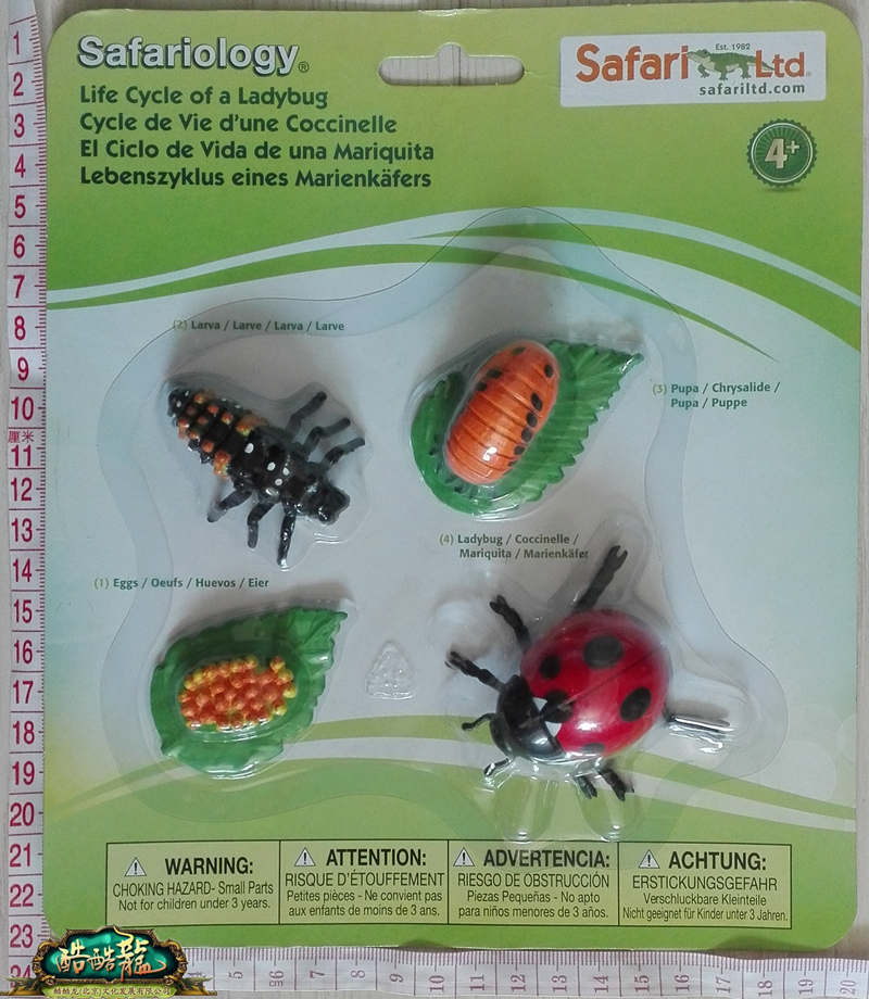 瓢虫属于节肢动物门昆虫纲,会经历虫卵,幼虫,虫蛹和成年瓢虫,这琐个