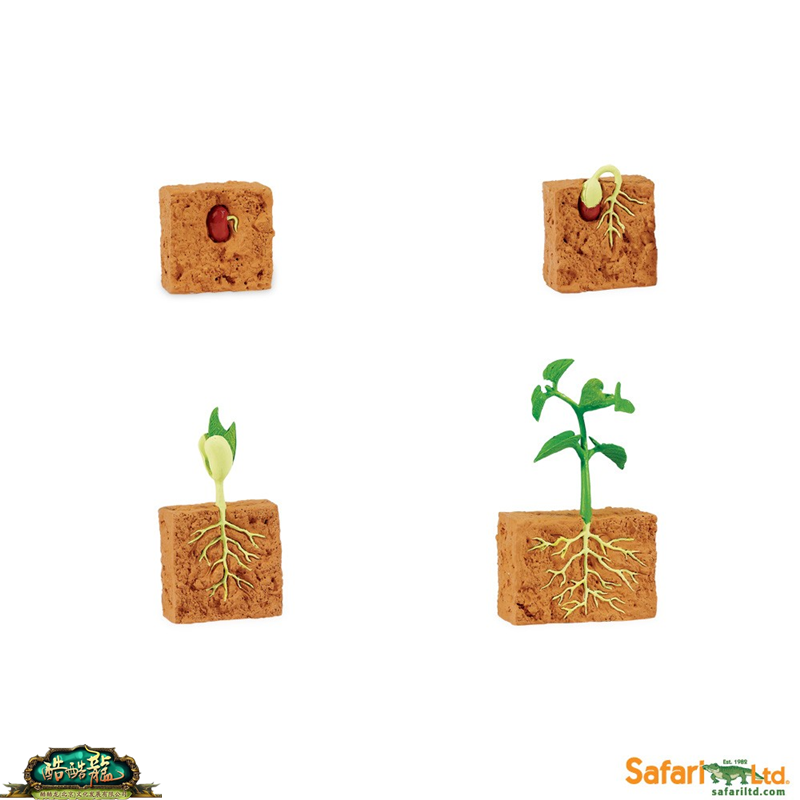 植物模型仿真玩具美国进口safari精品豆子幼苗植物套装幼儿园教具 酷酷龙官网